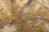 Petrified Palmwood (Palmoxylon) Specimen - Texas #164548-1